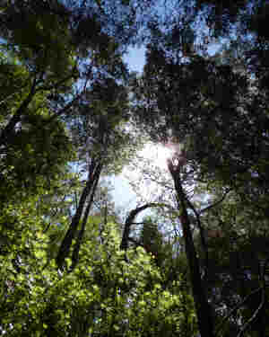 Forest Canopy